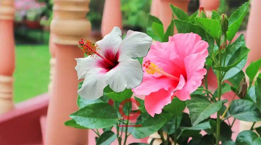 How To Grow Hibiscus Flower Plant in Pots