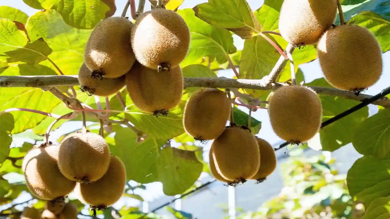 How to Grow and Care Kiwifruit plant