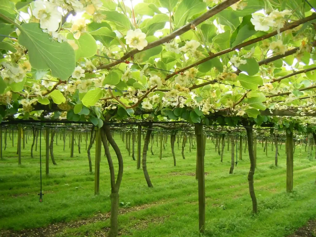 Easy to grow and care kiwifruit plant