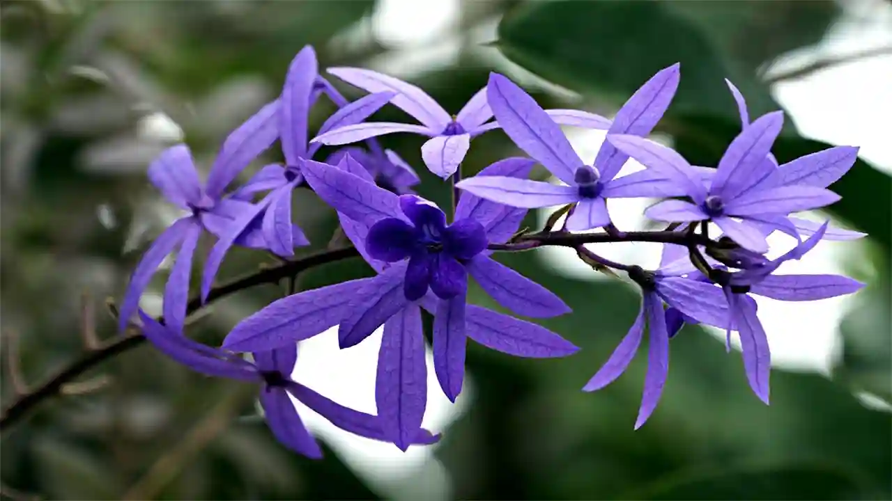 Petrea Volubilis