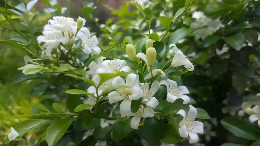 How to Grow and Care for Orange Jessamine