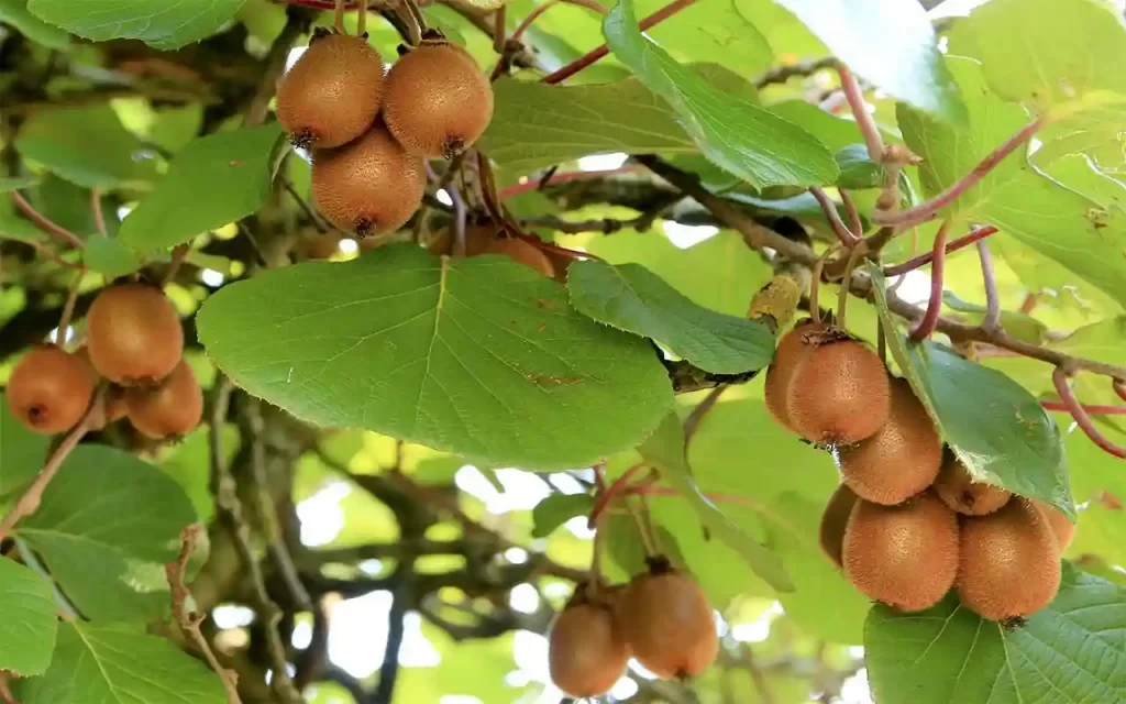 Easy to grow and care kiwifruit plant