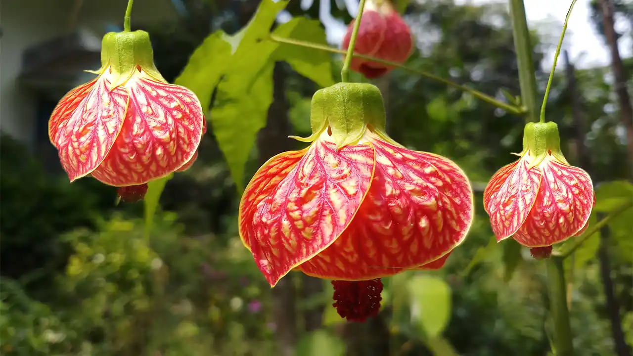 Easy Care of Lantern Hibiscus Plant