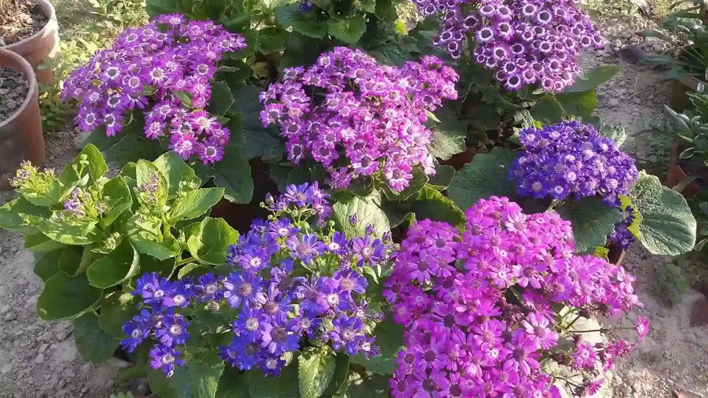 Cineraria Plant Care