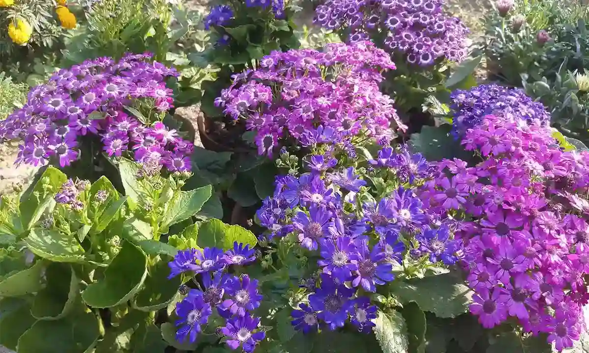 How do you care for a cineraria