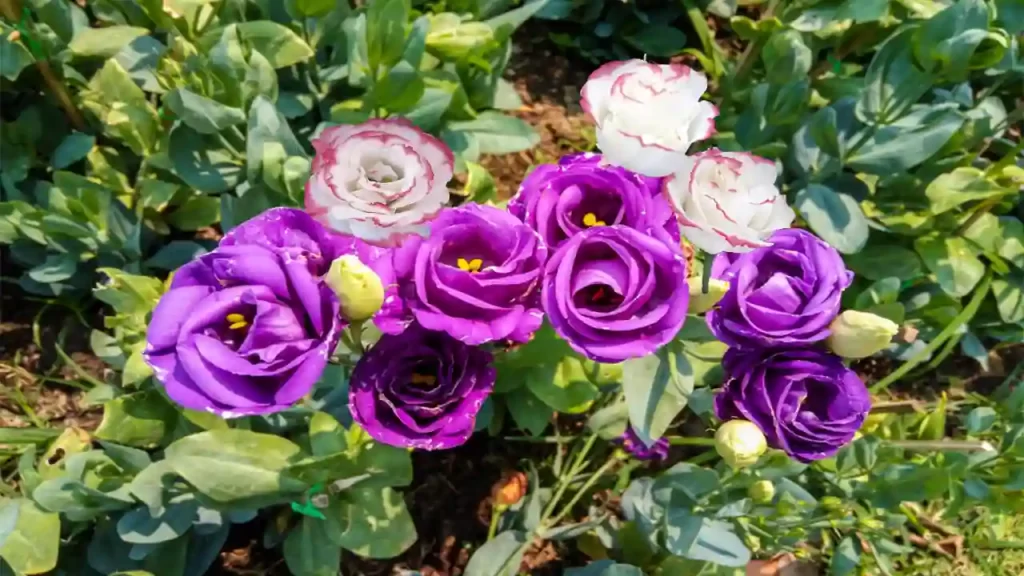 Purple Lisianthus Flower