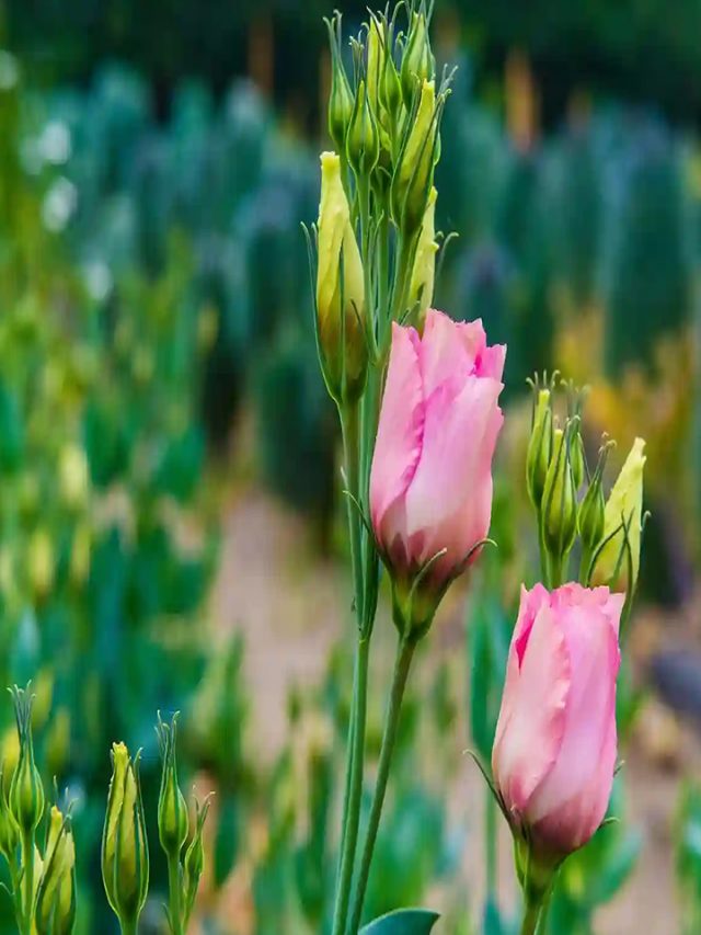 Lisianthus (Eustoma grandiflorum)