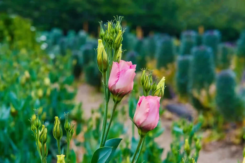 Pink Lisianthus Flower