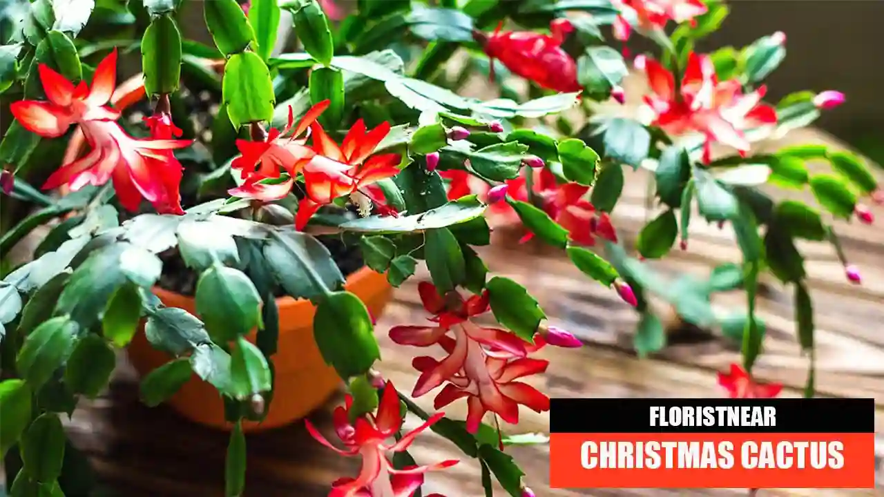 CHRISTMAS CACTUS CARE