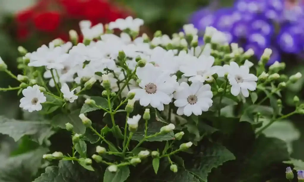 Easy to Grow and Care Cineraria Flower Plant