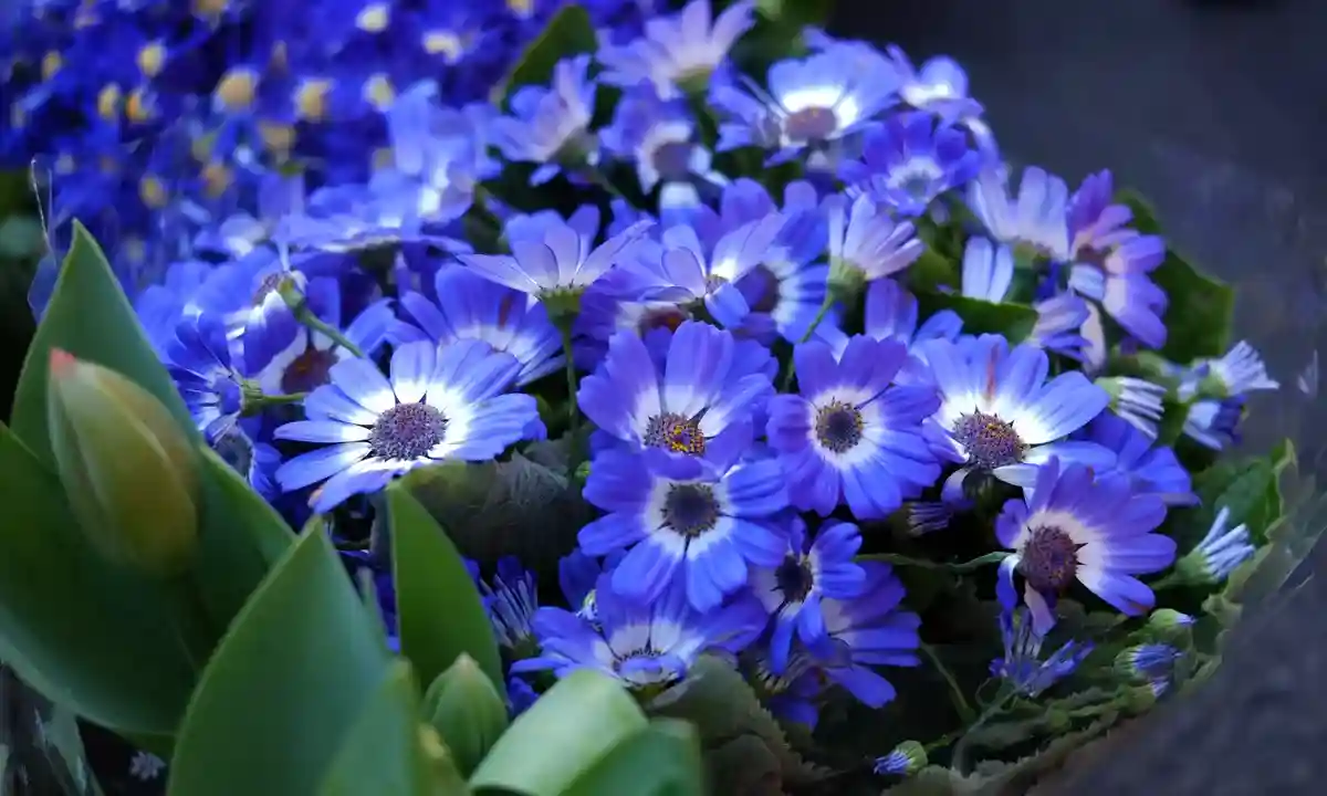 Easy to Grow and Care Cineraria Flower Plant