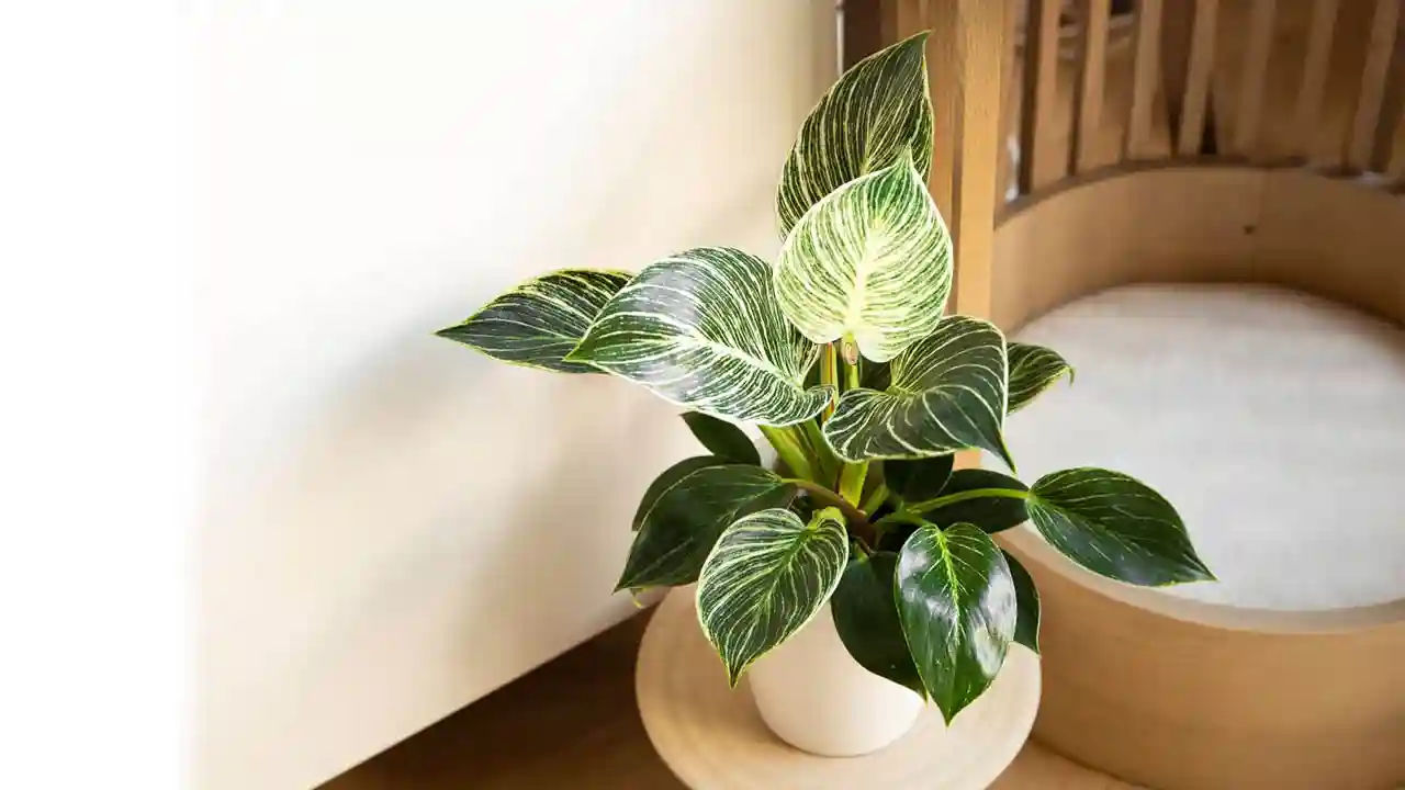 Easy to Care for a Philodendron Birkin Plant