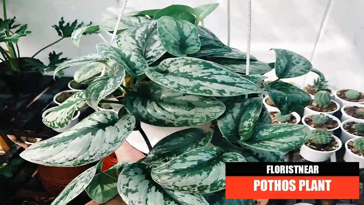 Care of Pothos plant