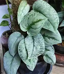 Syndapsus Silver Cloud Plant