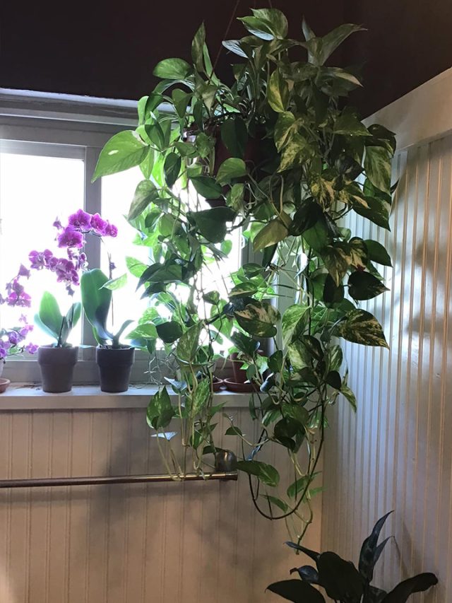 HOW TO CARE OF POTHOS PLANT