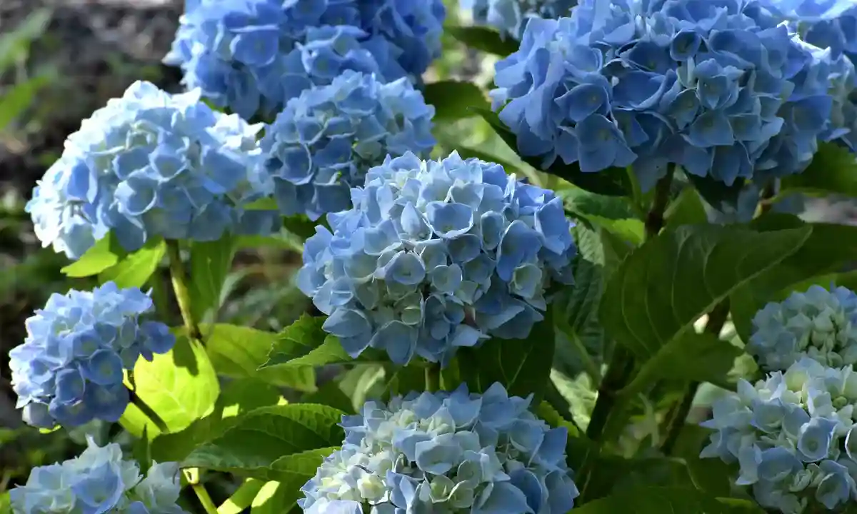 Endless Summer Hydrangea