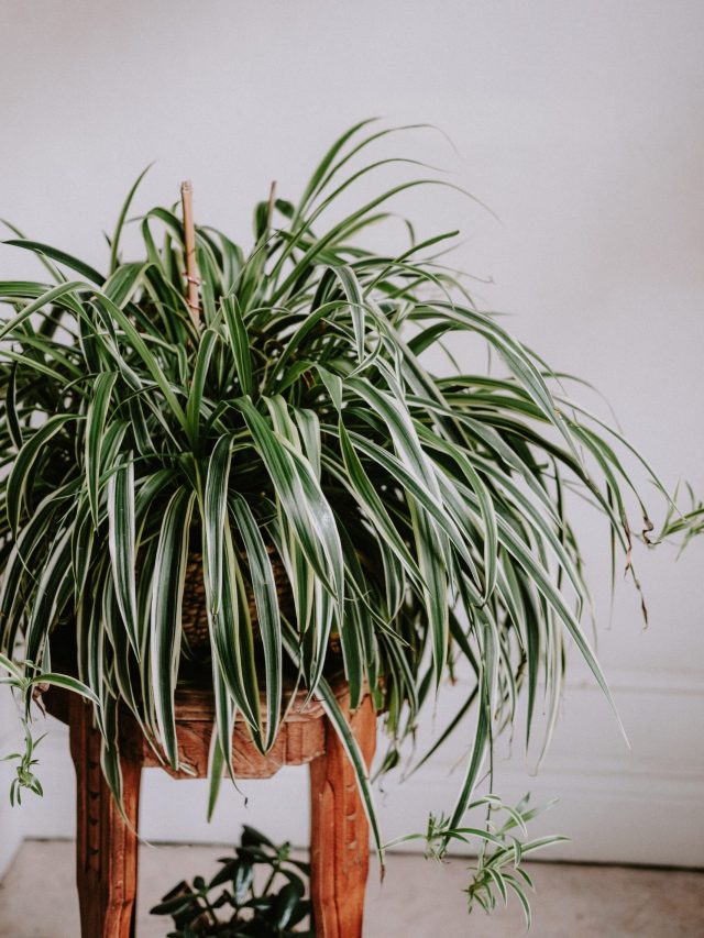 Spider Plant