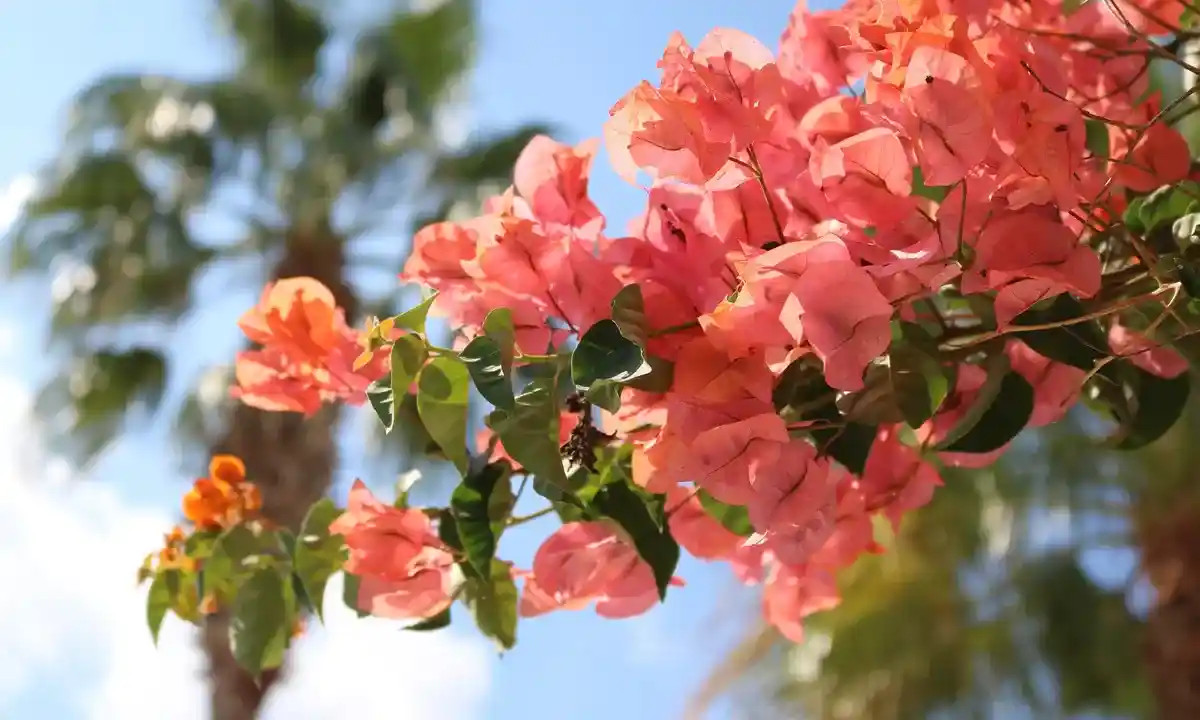 Bougainvillea Plant Care