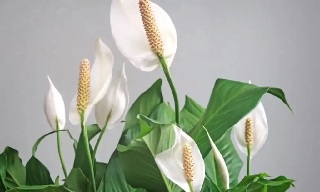 Peace Lily Plant: A Beginner's Guide to Growing and Caring for this Stunning Houseplant