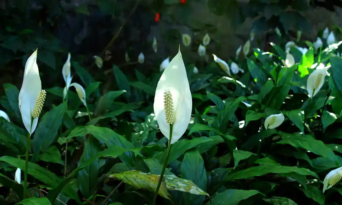 Peace Lily Plant: A Beginner's Guide to Growing and Caring for this Stunning Houseplant