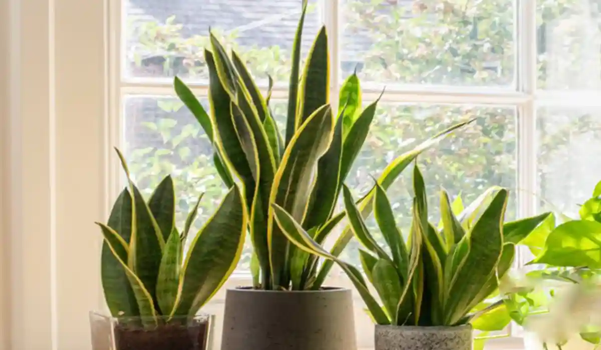 Snake Plant