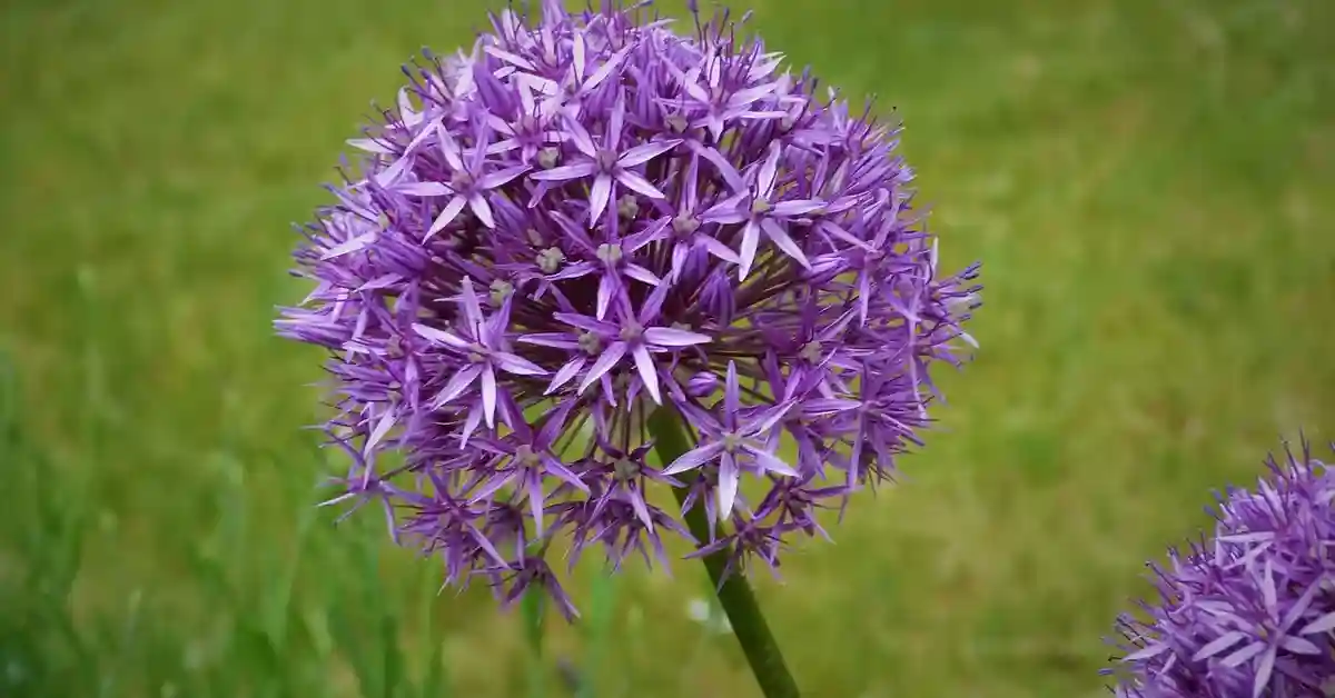 Allium: Easy to Grow and Care for Allium Plants