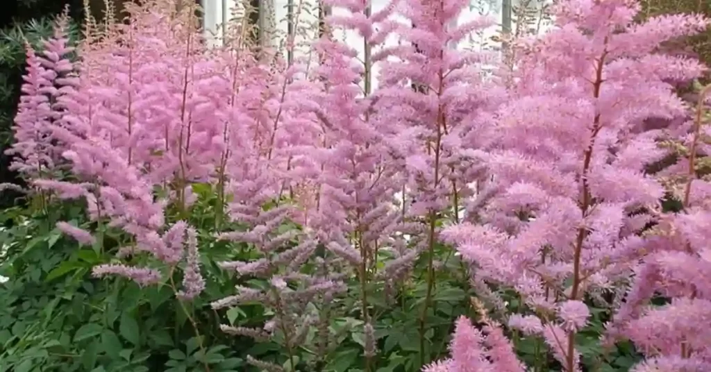 Astilbe Plant: A Comprehensive Guide to Grow and Caring for Astilbe