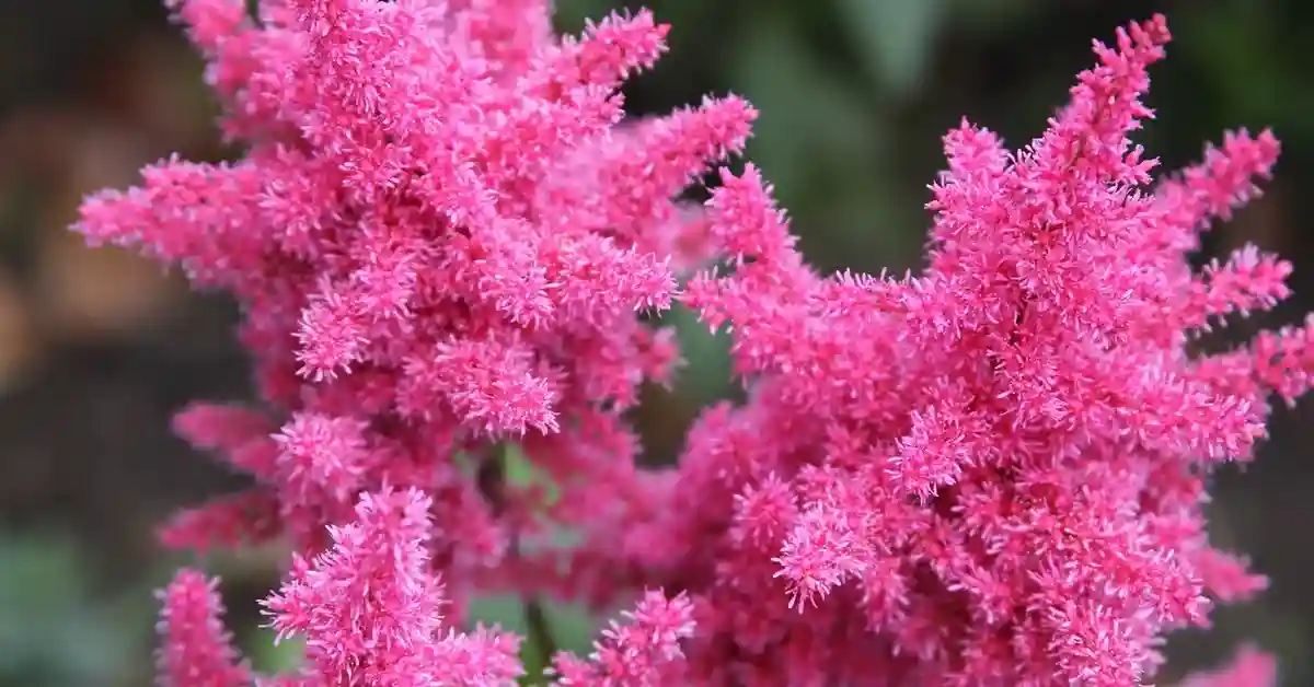 Astilbe Plant: A Comprehensive Guide to Grow and Caring for Astilbe