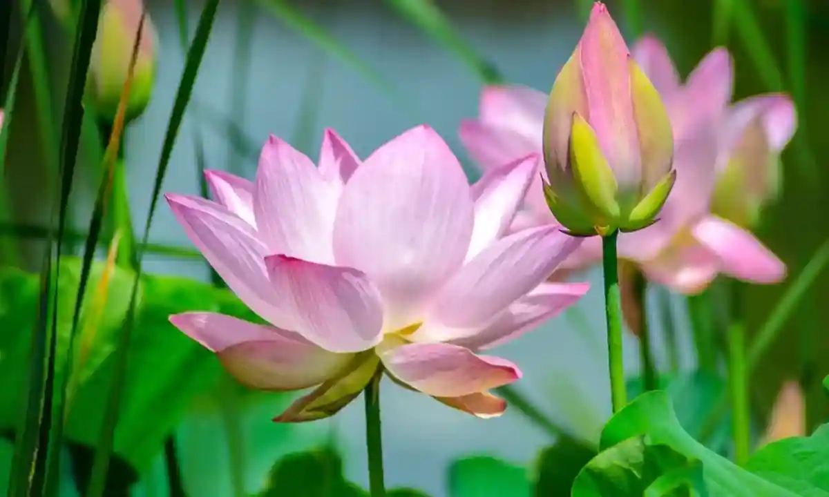 Easy Way to Grow & Care Lotus Plant