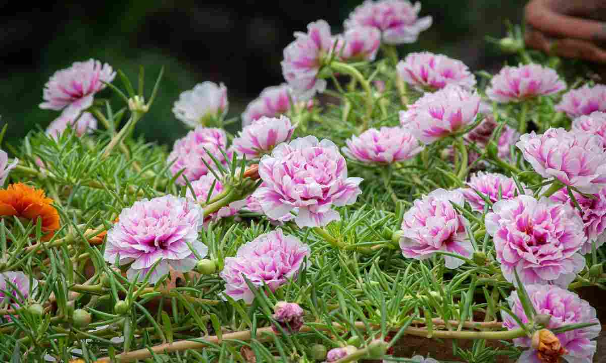 How to Care and Propagate Moss Rose or Portulaca