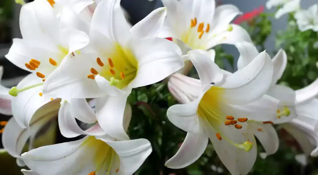 Lily Plant Care: Easy to Grow and Care for Lily Flowers