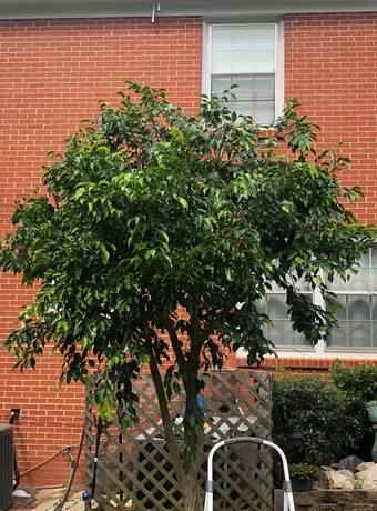 Weeping Fig Plant: A Comprehensive Guide to Care and Maintenance