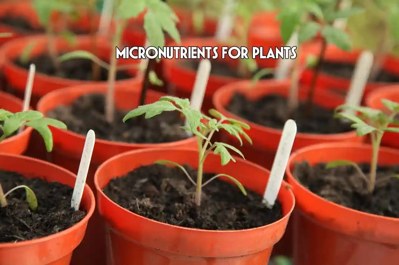 Benefits of micronutrients for plants