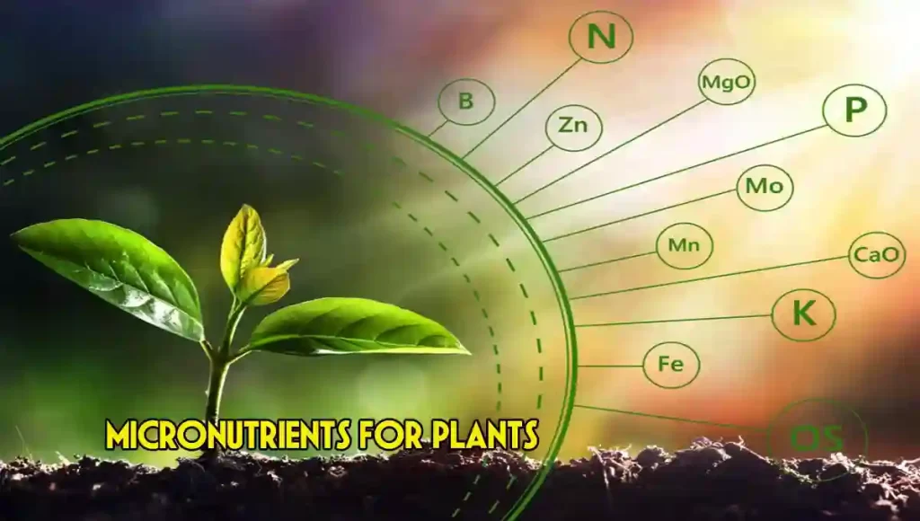 Benefits of micronutrients for plants