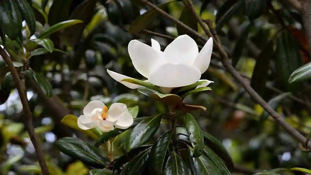 Magnolia Grandiflora Plant Care: Tips and Tricks for Healthy Growth