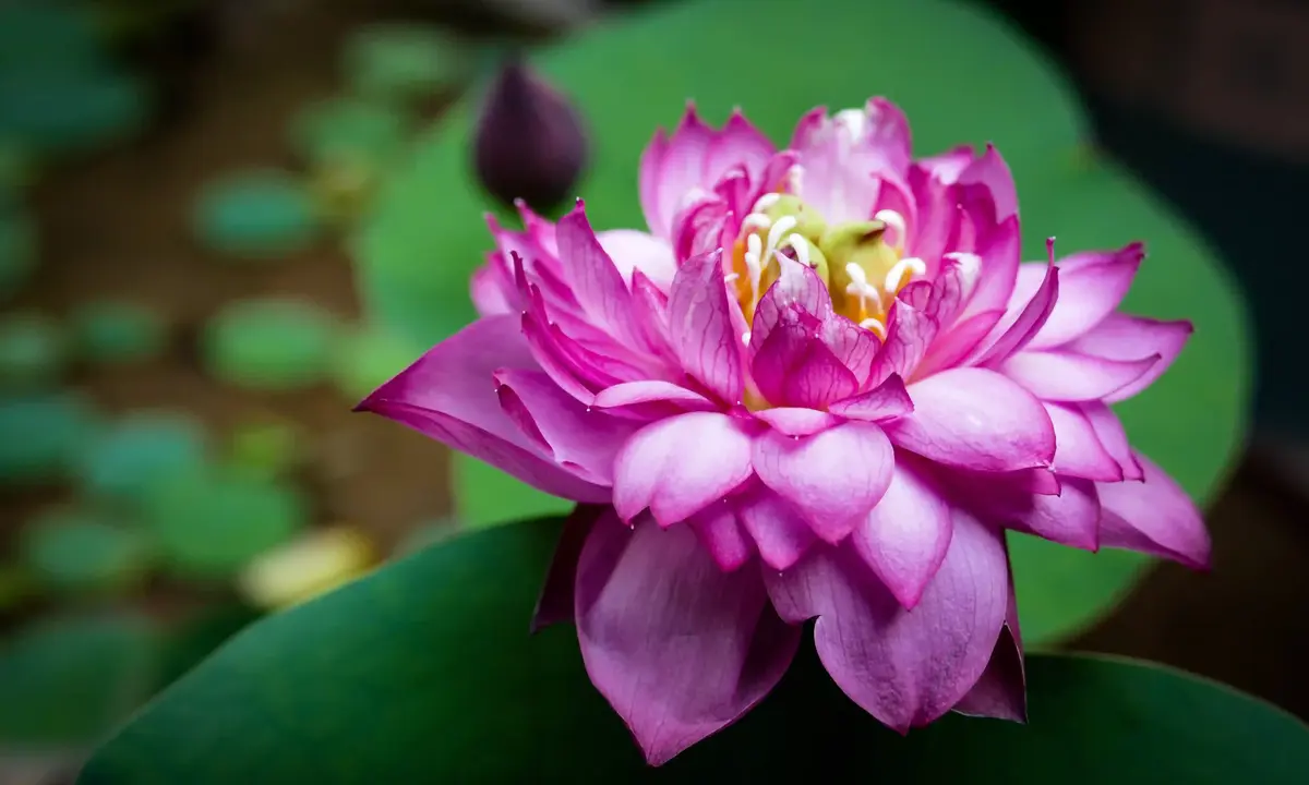 Easy Way to Growing Lotus From Seed in Home Garden