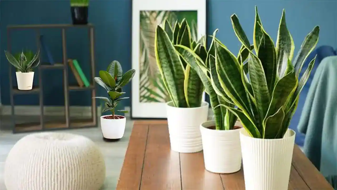 Top 12 Air Purifying Plants: Improve Your Indoor Air Quality Naturally