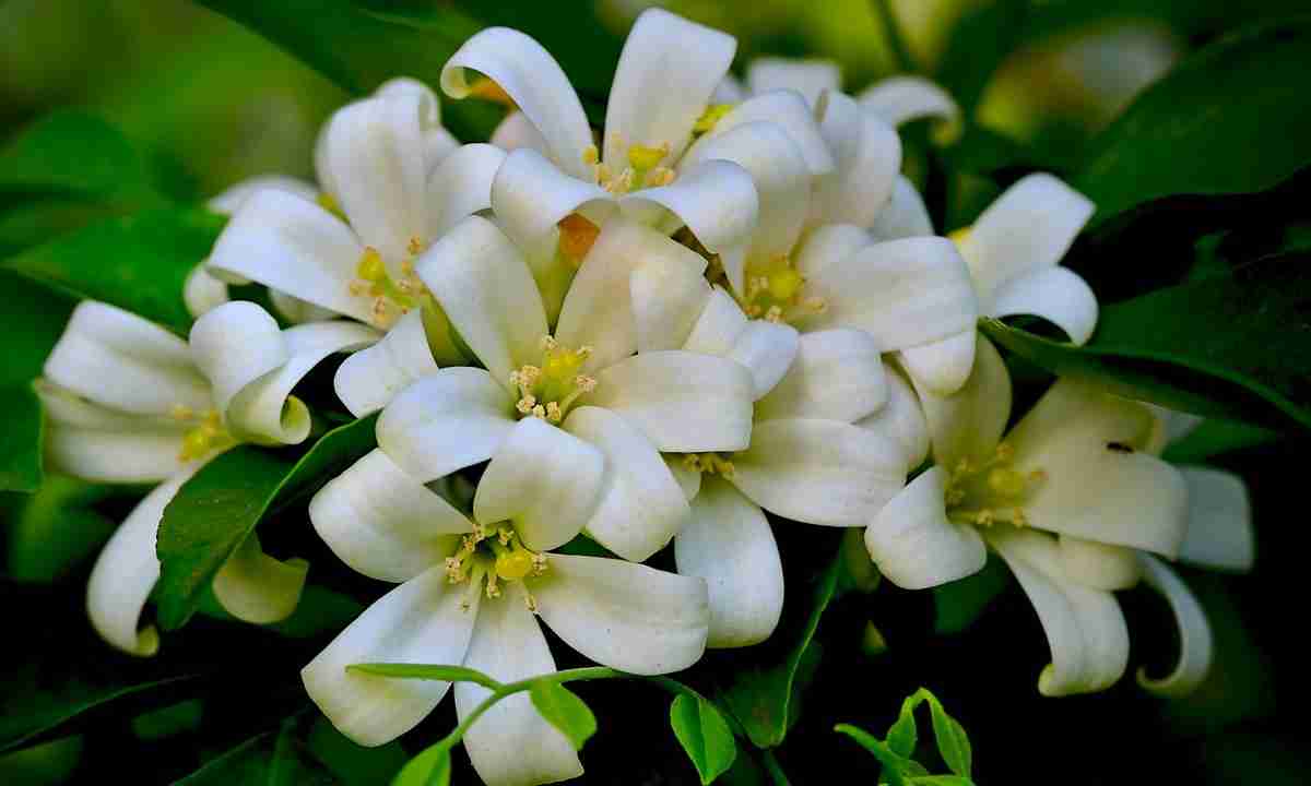 10 Top Tips To Get Maximum Flowers On Orange Jasmine