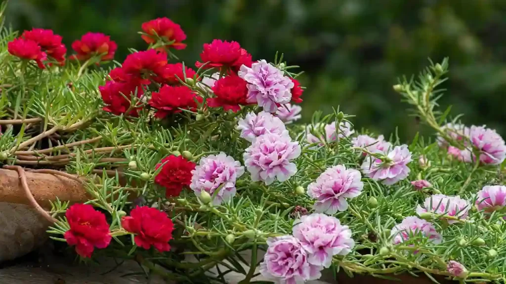 A Comprehensive Guide for Portulaca Plant Care