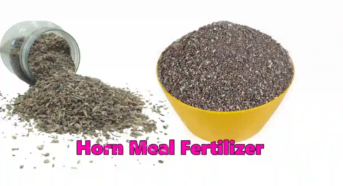 Horn Meal Fertilizer for plant